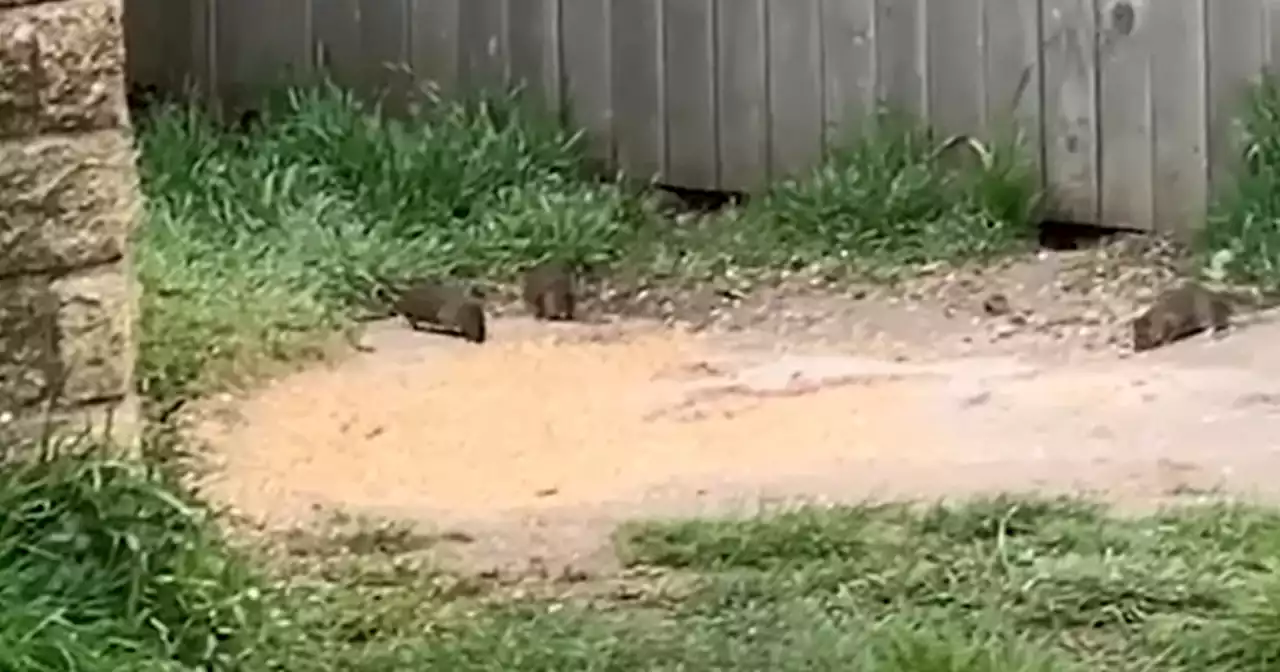 Rats spotted scurrying in Scots park as locals claim they're being fed bird seed