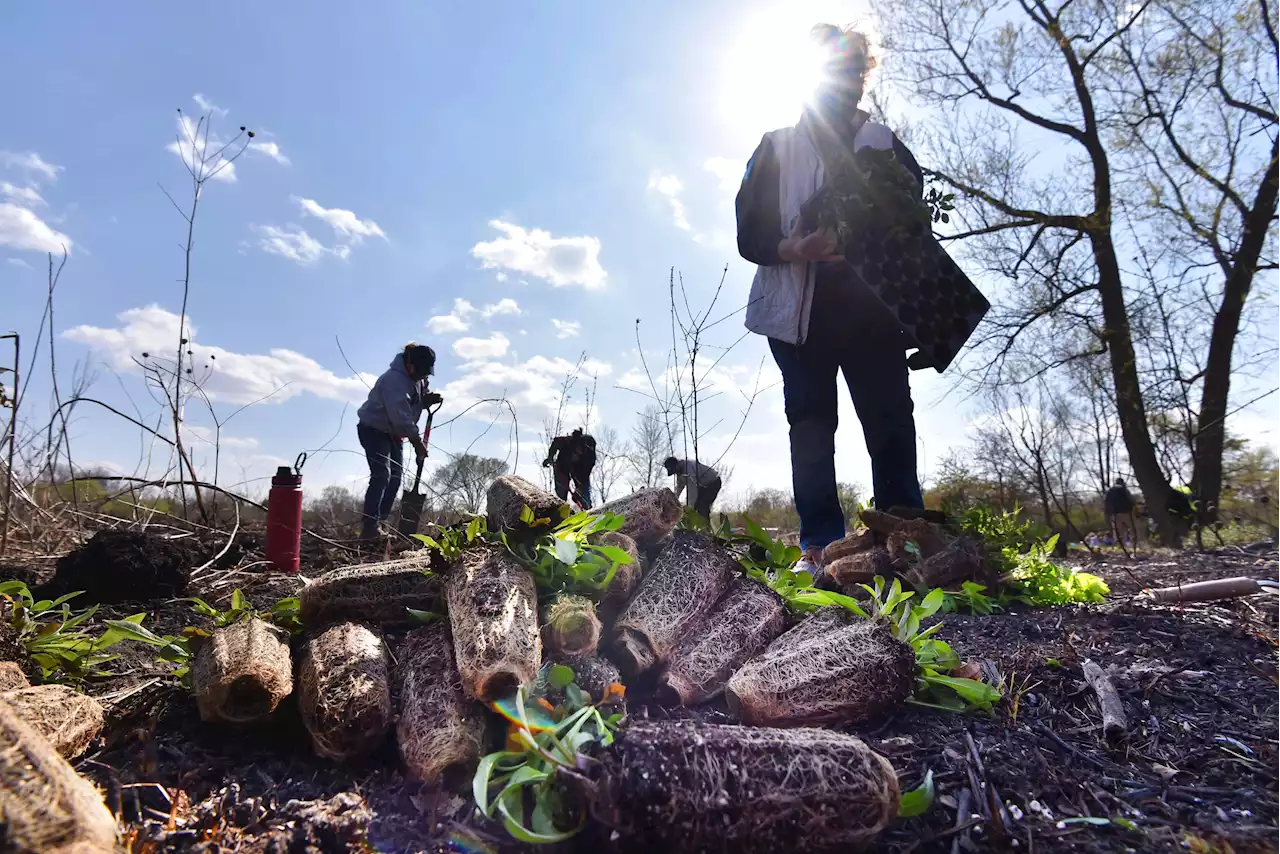 Here's how to celebrate Earth Day and Arbor Day in the suburbs