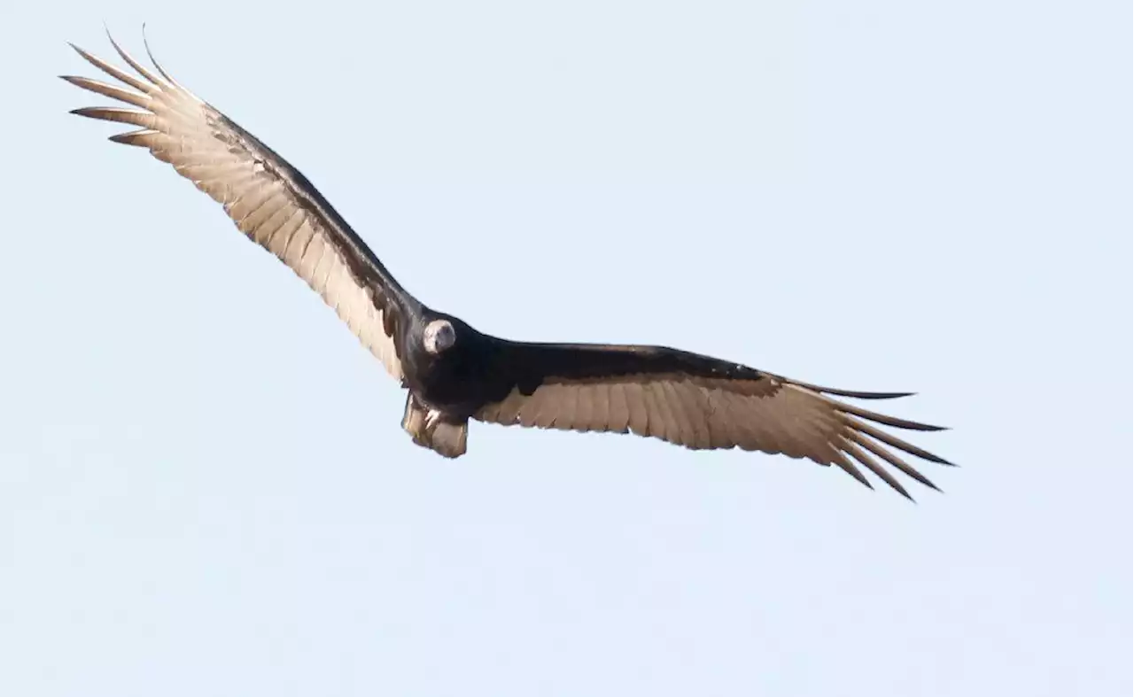 What to know about vultures in North Texas during spring nesting season