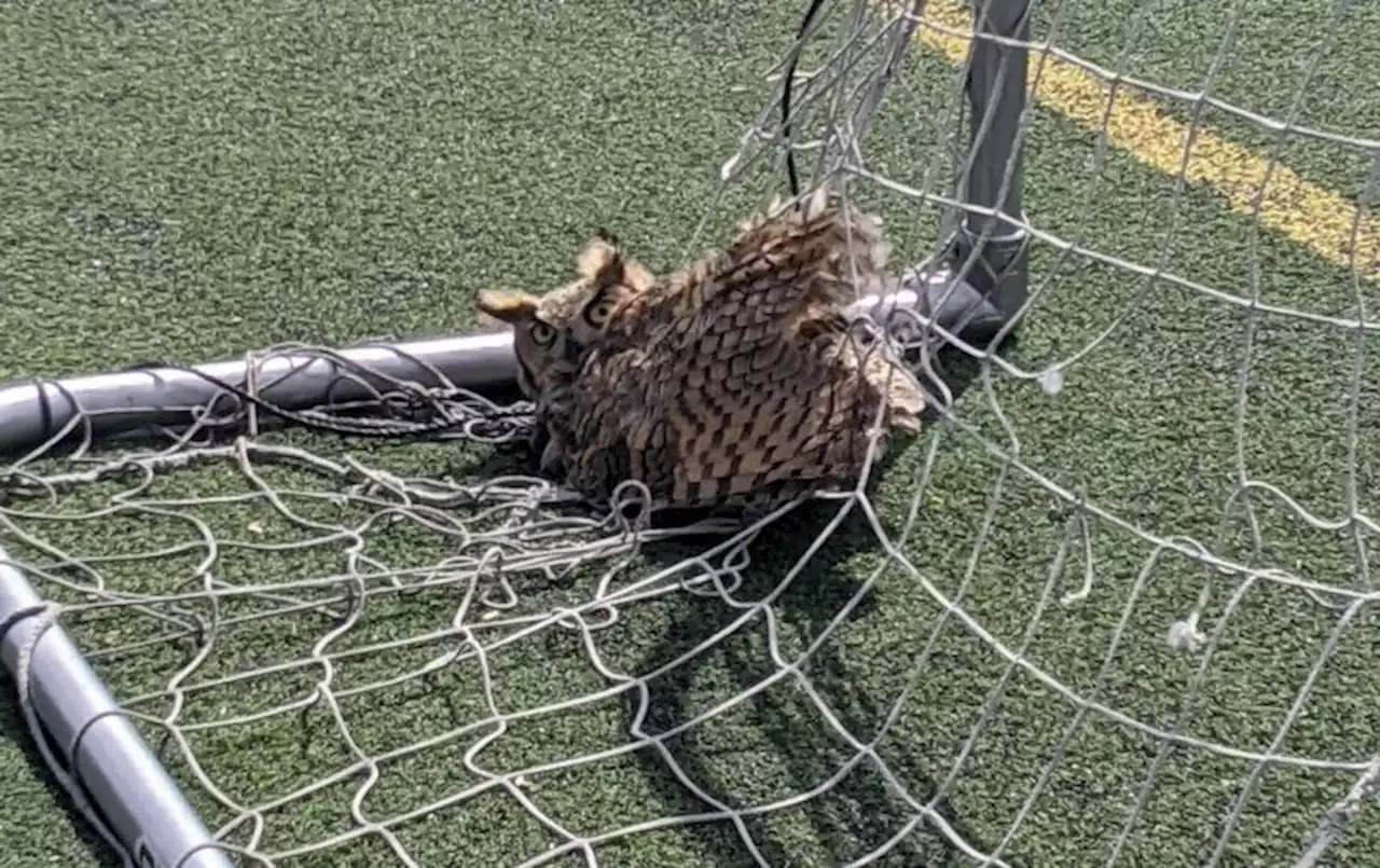 Distressed owl trapped in lacrosse netting rescued by Wheat Ridge officers