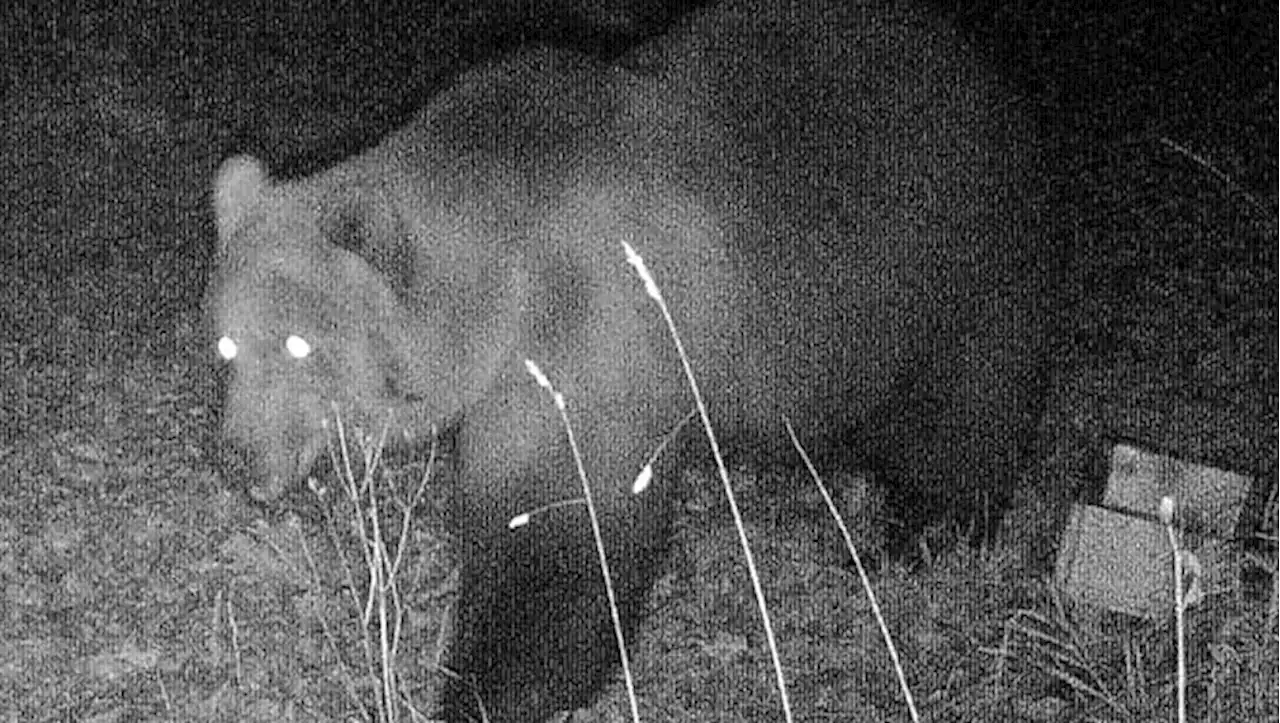 Landkreis Rosenheim: Bär tötet zwei Schafe in Oberbayern