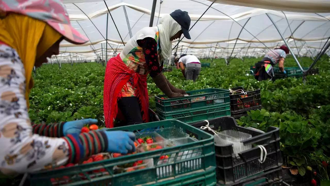 (S+) Spanien: »1,49 Euro für ein halbes Kilo Erdbeeren, das ist zu billig« – Interview mit Teresa Ribera