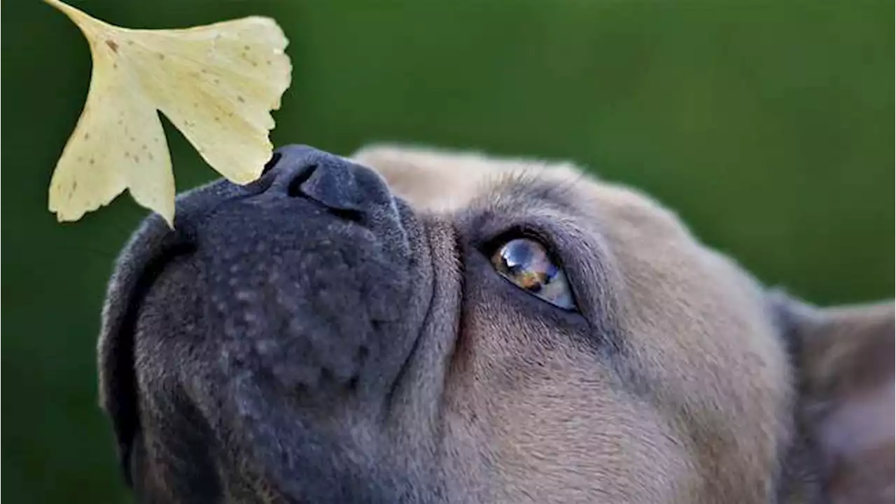 Perro le salvó la vida a su dueño mordiéndole el dedo gordo del pie