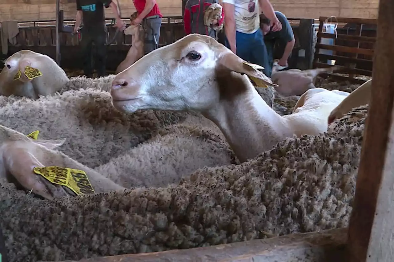 La laine de mouton recyclée en engrais, un nouveau débouché mis au point par des éleveurs de brebis de Lacaune