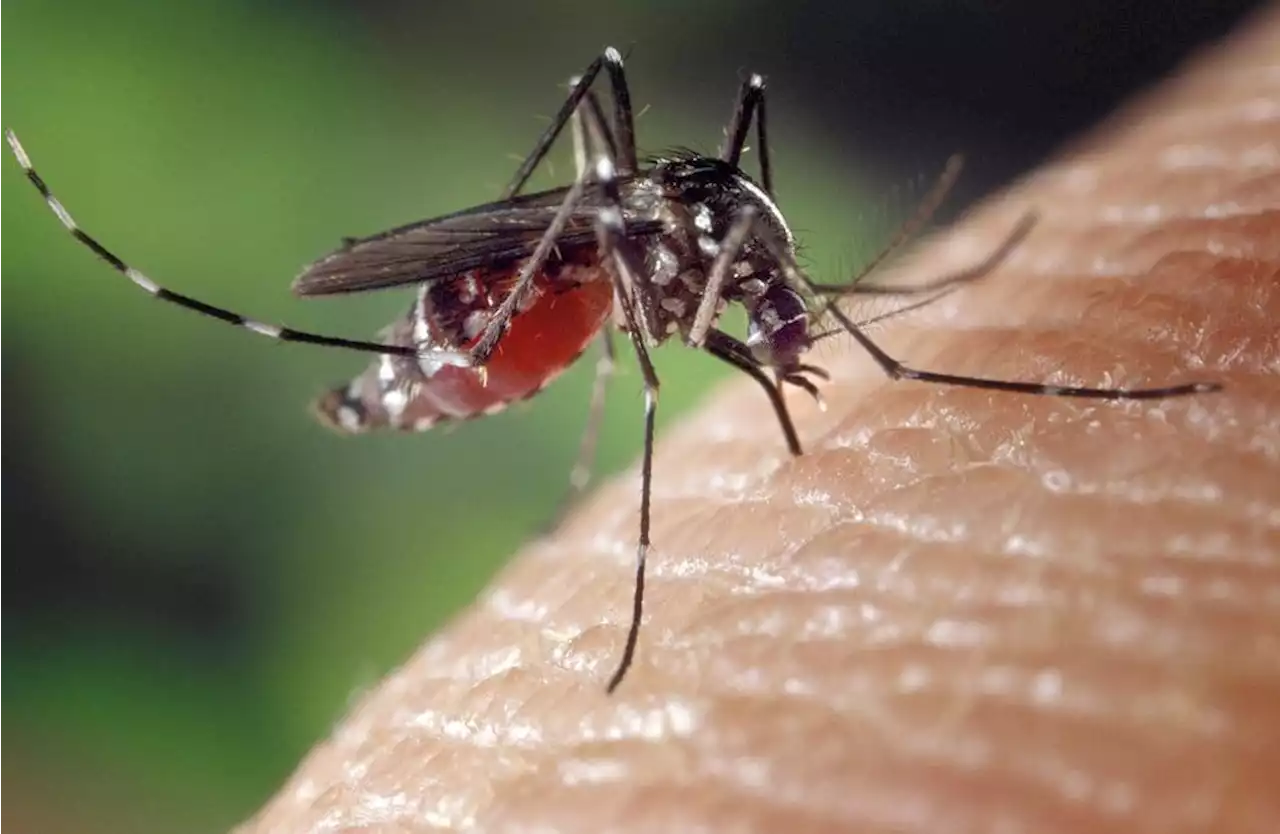 Mosquitoes pose a 'growing threat' in Scotland due to climate change