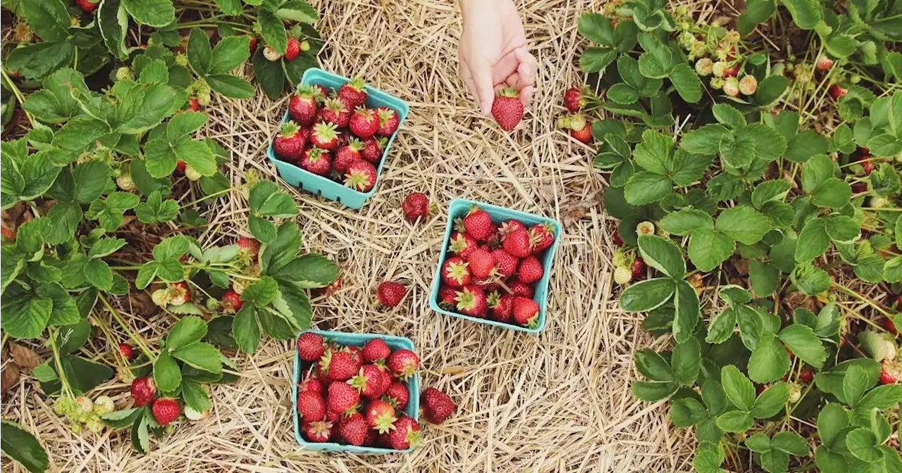 You can now enjoy strawberry picking in Bohol and Cebu