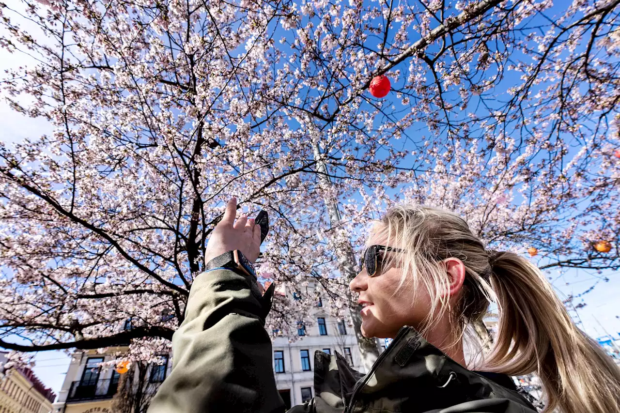 Nu börjar körsbärsträden att blomma