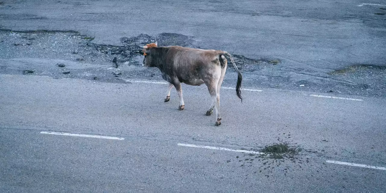 Kuh büxt aus und sorgt für Großeinsatz in der Steiermark