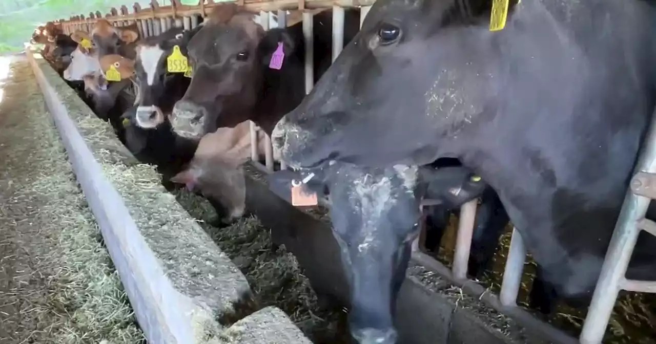 Earth Week: Feed experiment aims to reduce dairy farms impact on climate change