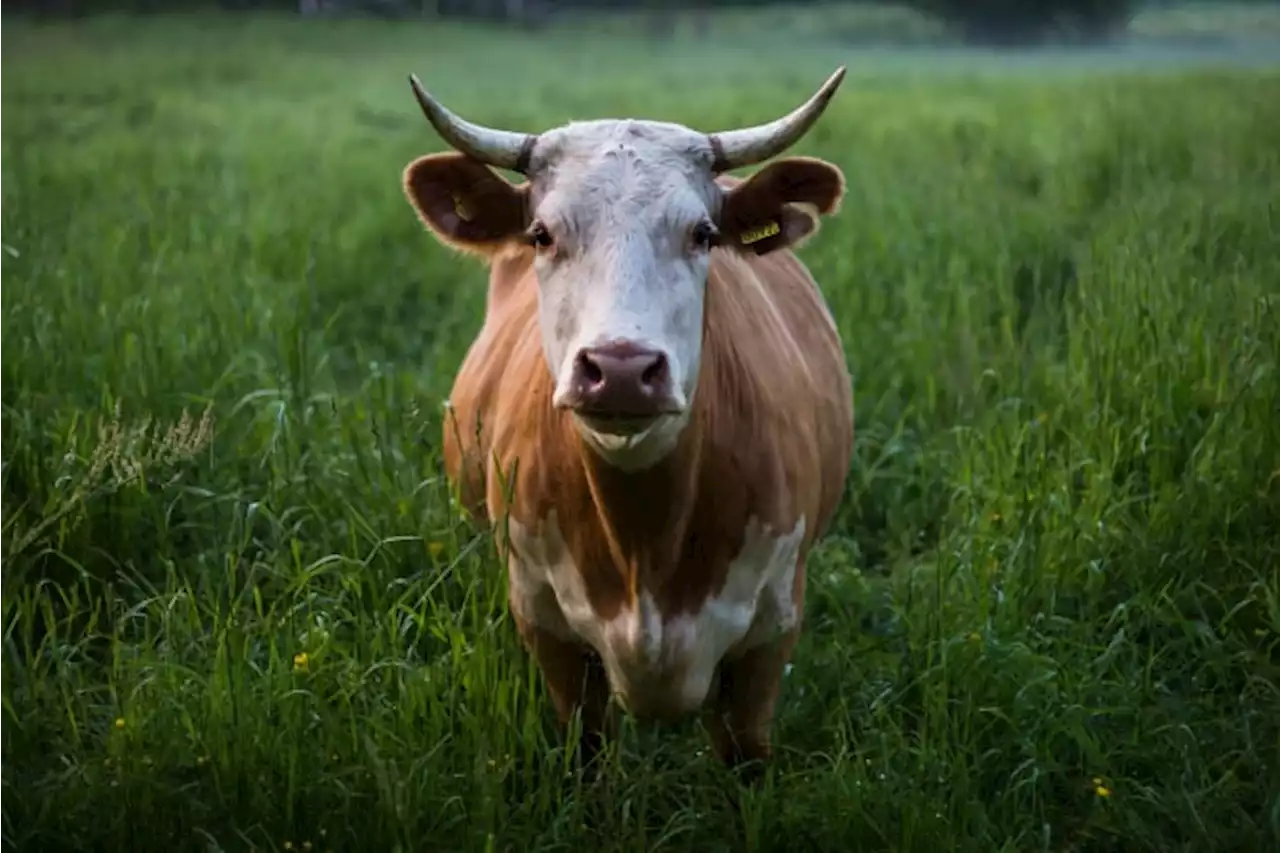 Law enforcement investigating deaths, mutilation of cattle in Madison, Robertson, Brazos Counties