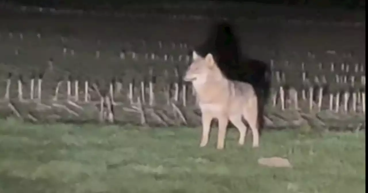 Video von nächtlicher Wolfsichtung in Kärnten