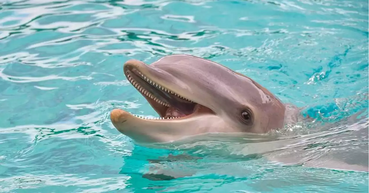 Espagne : une jeune activiste demande aux députés d'interdire les delphinariums