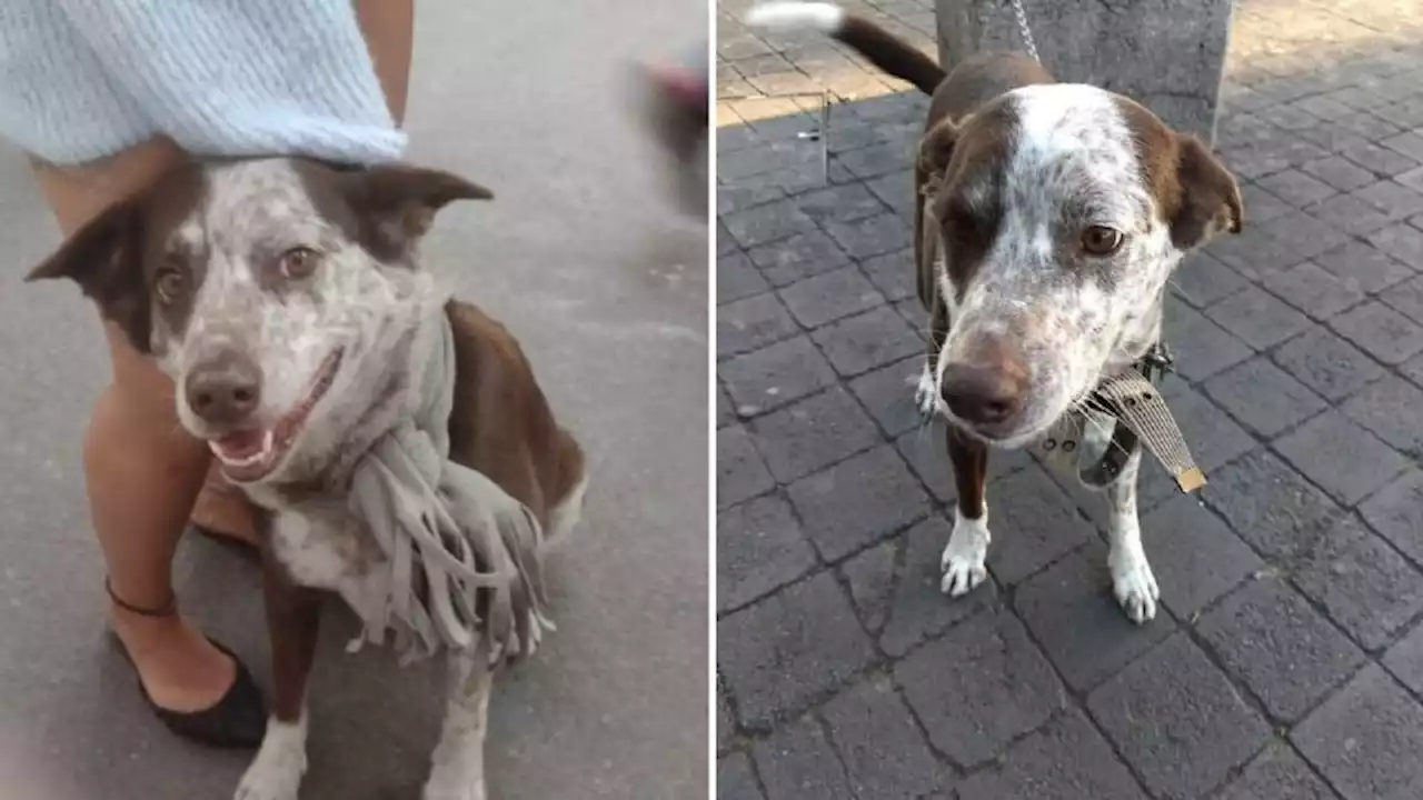 Perrito Tito es robado en la Ciudad de México y su dueño lo busca desesperadamente