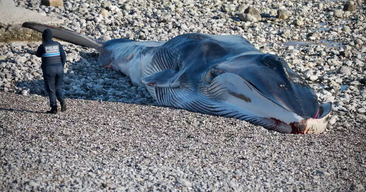 Deux rorquals échoués en deux jours en Seine-Maritime