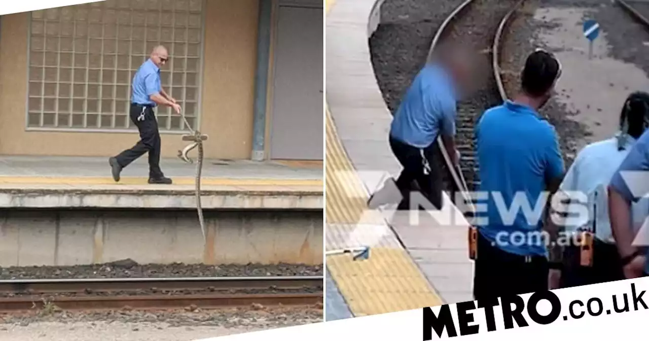 Train driver uses broom to move 8ft snake blocking tracks