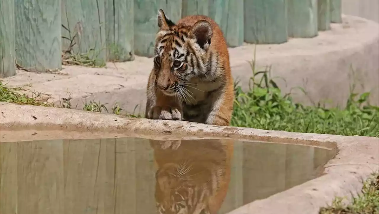 Hallan tigre y cebra dentro de rancho en Querétaro tras ataque