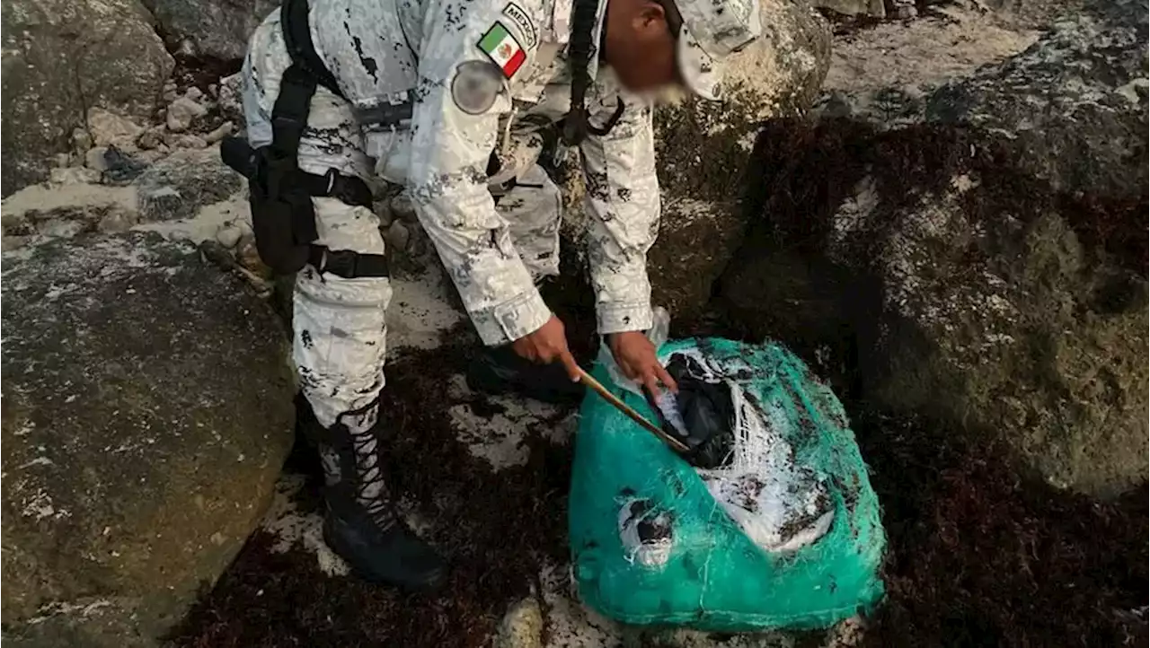 Tulum. Localizan alrededor de 30 kilos de cocaína entre el sargazo