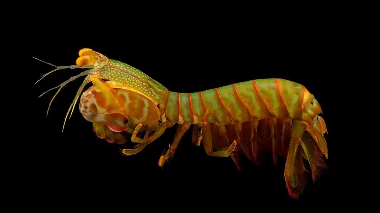 Mantis shrimp, facts and information