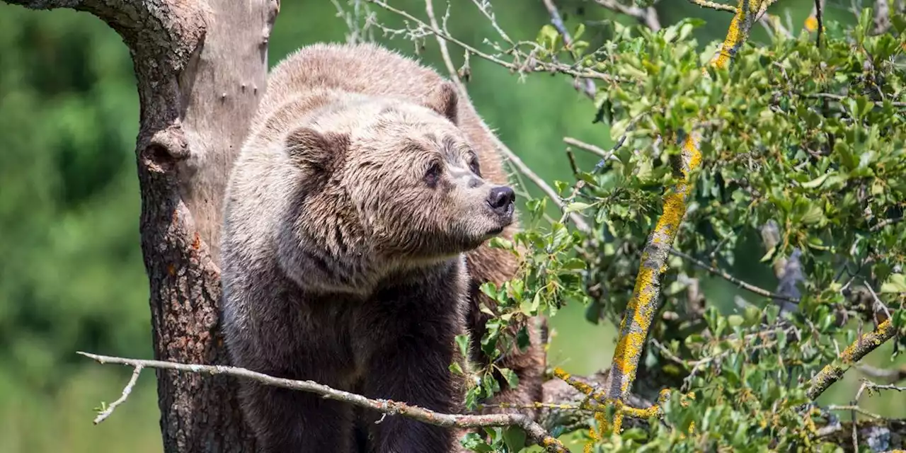 Mittlerweile drei tote Schafe: Bär hinterlässt in bayerischem Landkreis blutige Spuren