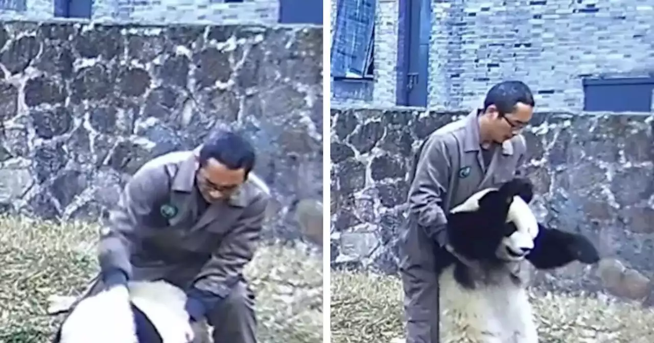 Oso panda se atragantó con la comida y un trabajador le aplicó maniobra de primeros auxilios