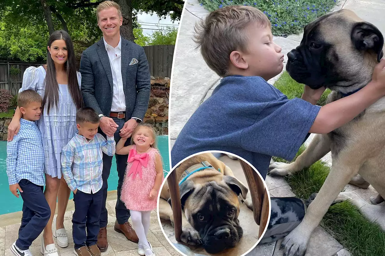 Sean Lowe rehomes family dog after head bite sends 6-year-old son to ER