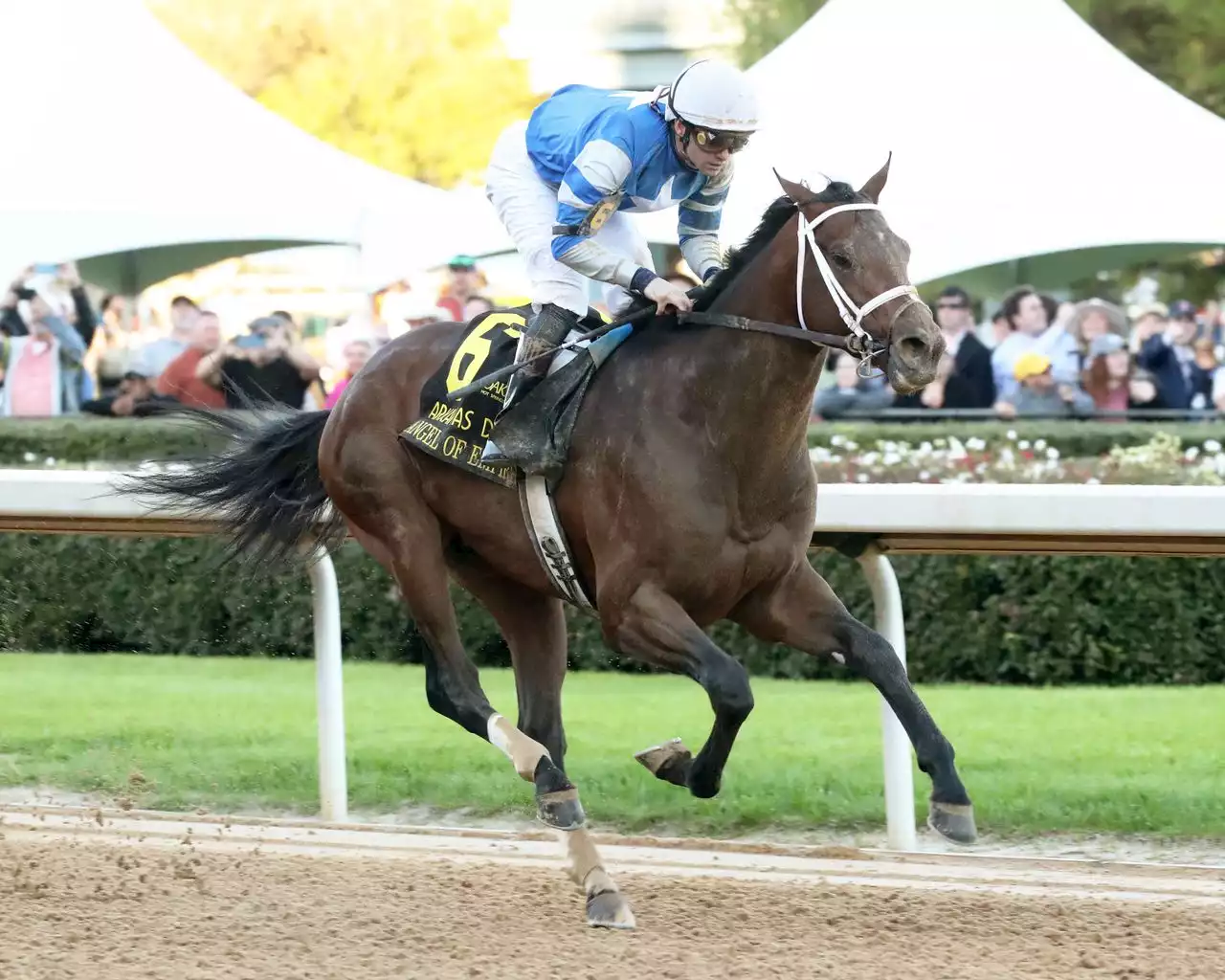 Thoroughbred horse, born and raised in central Pa., is a Kentucky Derby contender