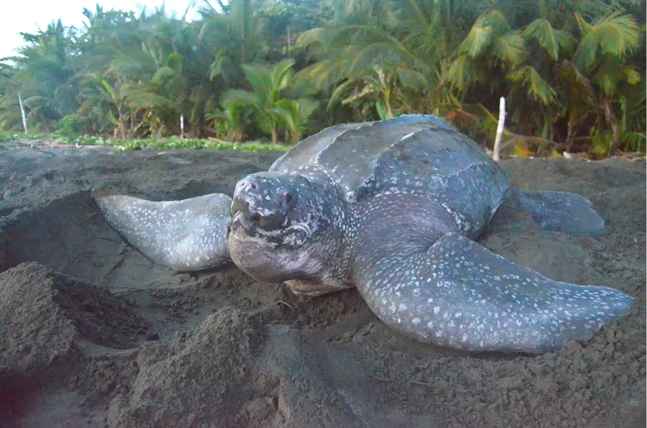 Sea level rises could threaten sea turtle breeding grounds