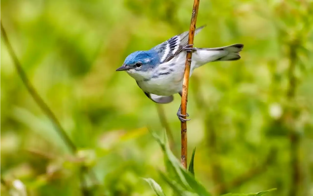 How Do Birds Know When to Migrate?