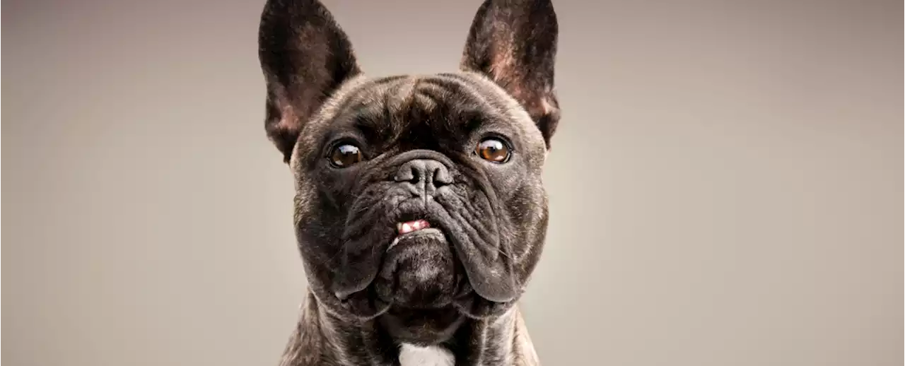 Lucky Find Suggests We've Been Breeding Dogs With Flat Faces For Thousands of Years