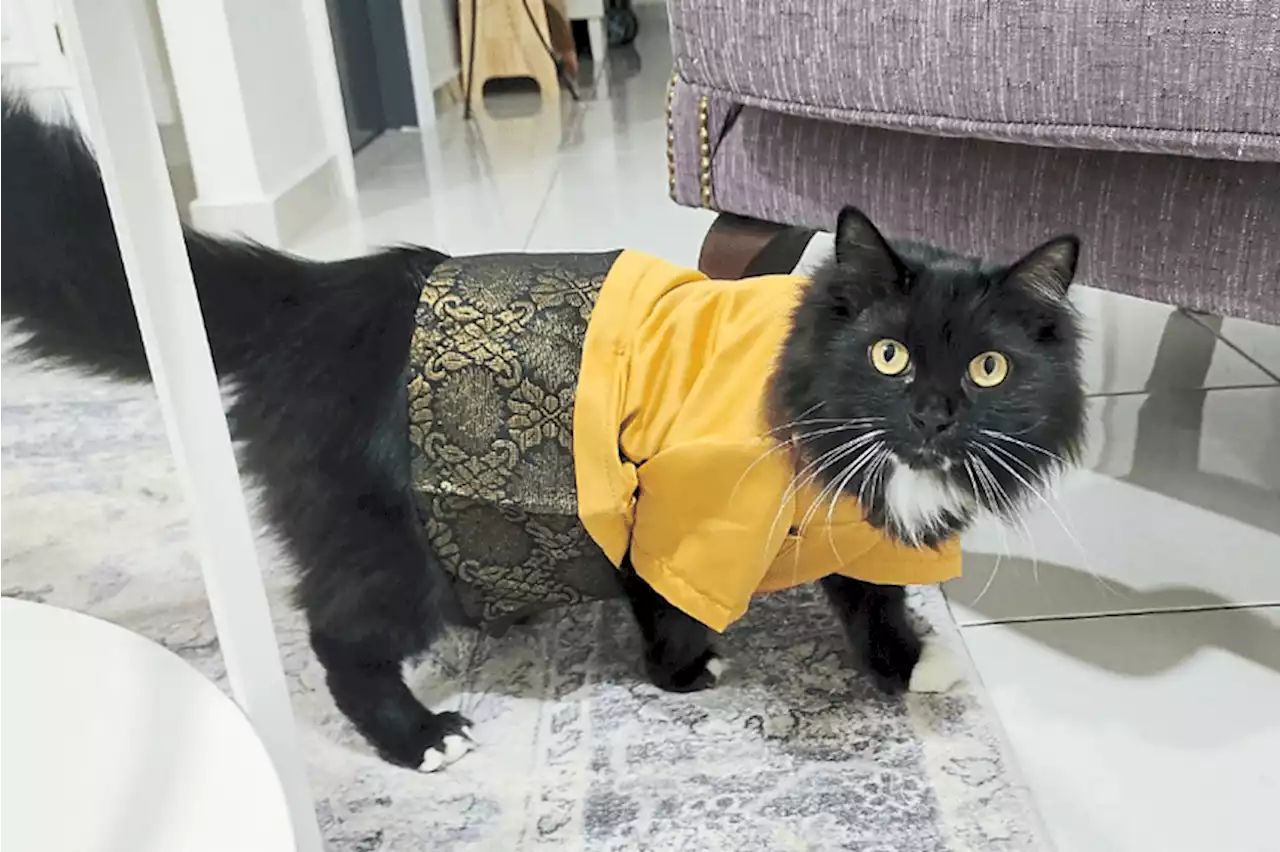 Purr-fect baju melayu for cats during Hari Raya