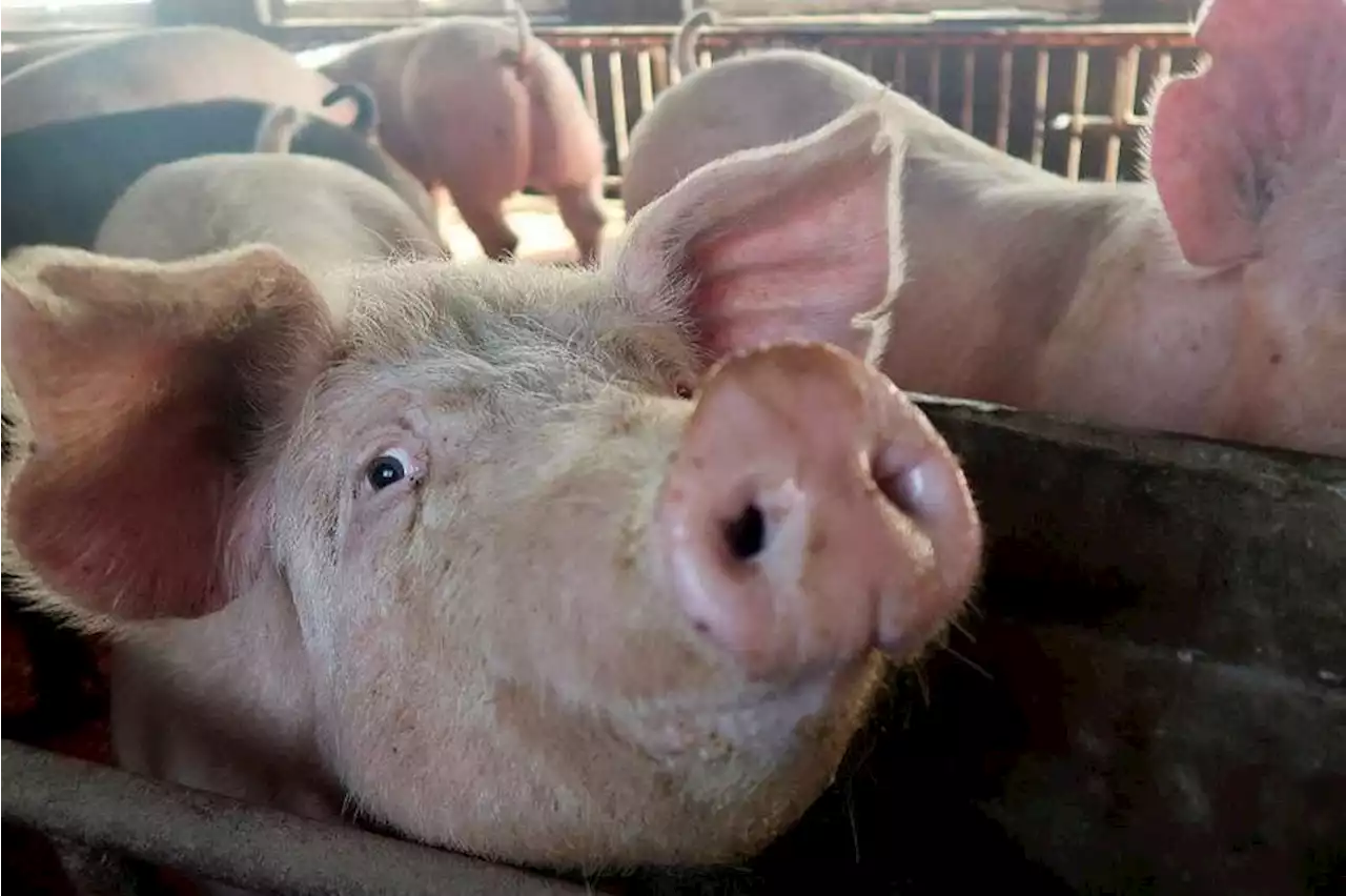 Singapore stops import of live pigs from Indonesian island after African swine fever detected