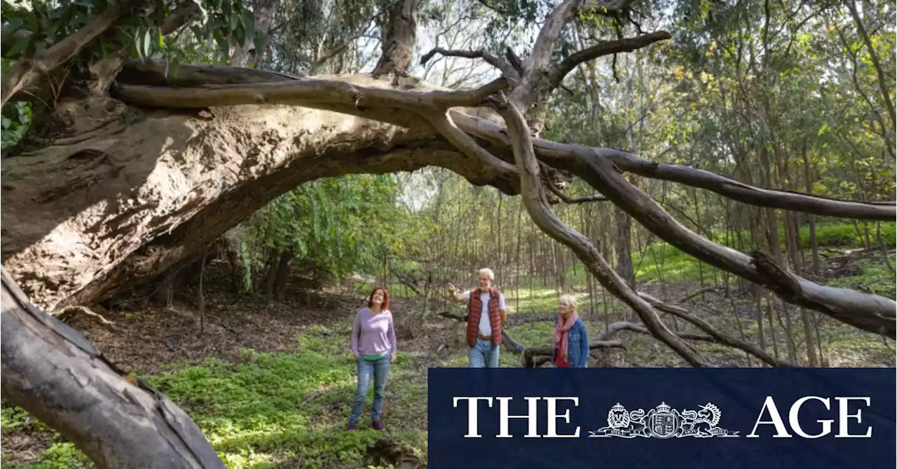 Treetop adventure plan grounded after eleventh-hour letter on Indigenous concerns