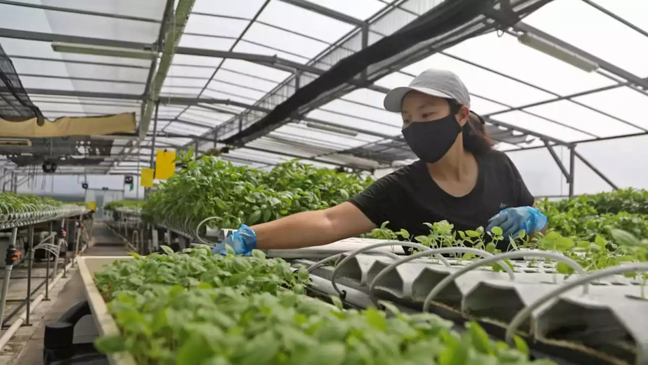 Buying local produce may cost more but is a 'co-investment' in Singapore's future food security: Grace Fu