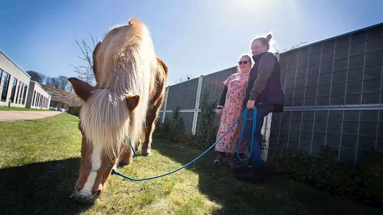 Terapihesten 'Svølle' forsøder livet for patienterne på Psykiatrisk Afdeling