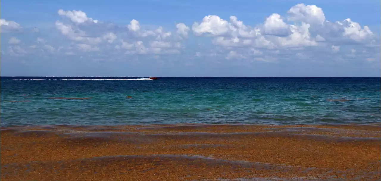 Why Is There So Much Sargassum Seaweed? | Weather.com