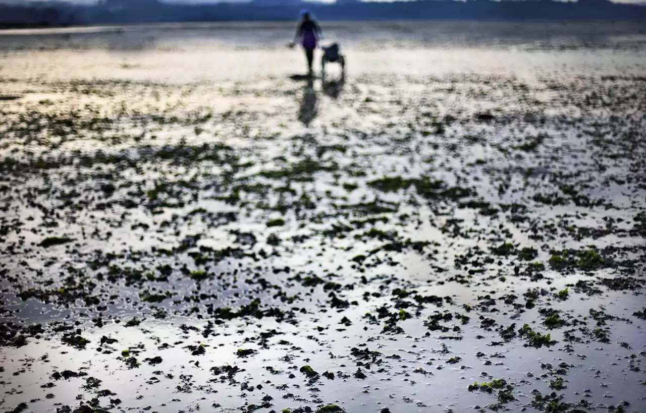 Alerte à la bactérie E.coli dans les coquillages du Pas-de-Calais