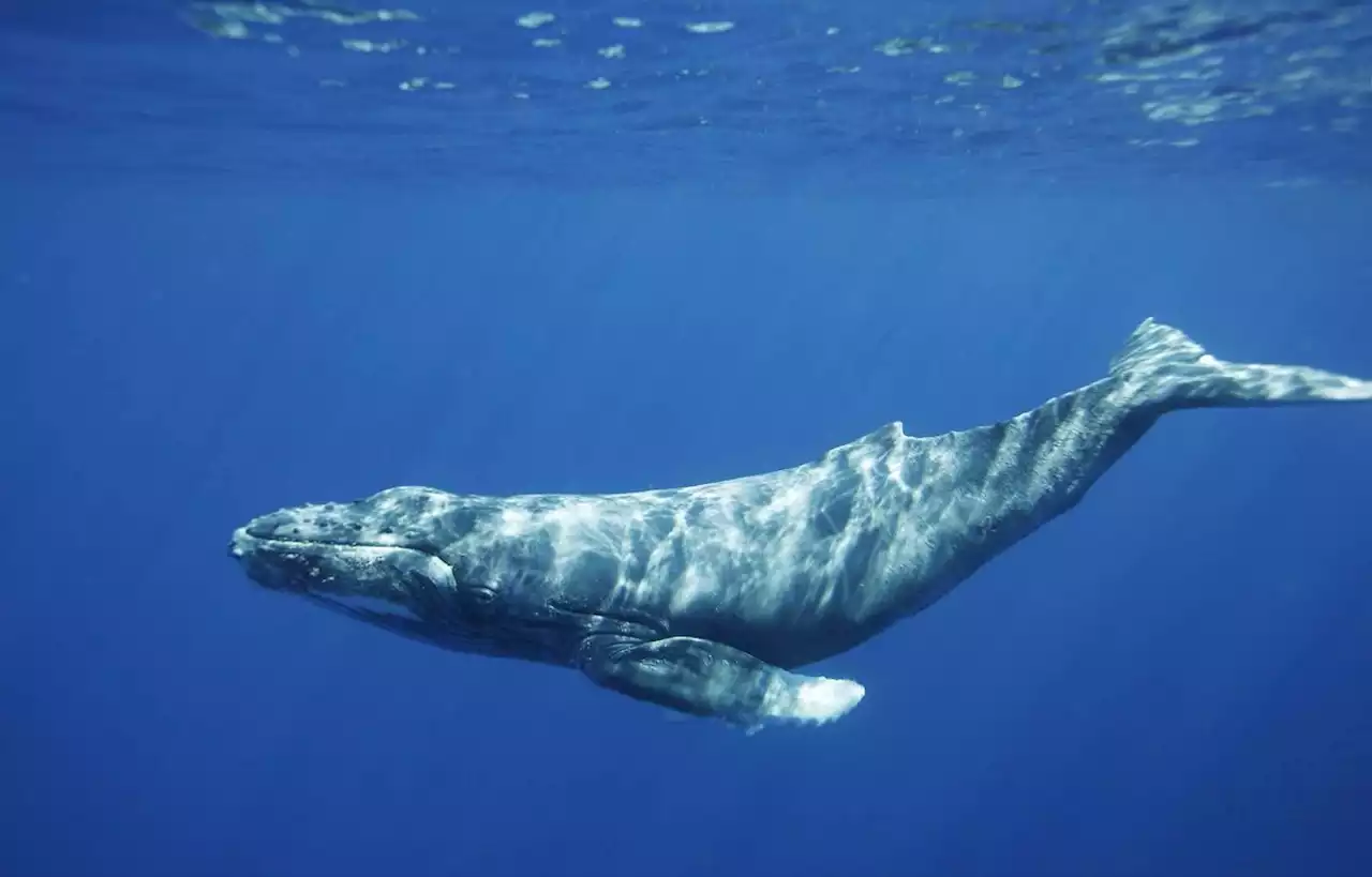 Un rorqual aperçu dans le parc national des Calanques à Marseille