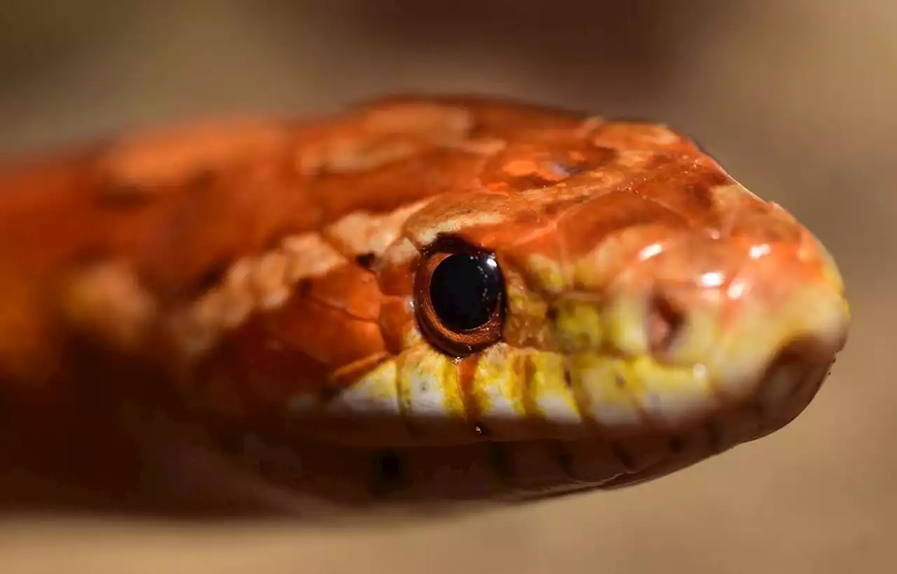 Il découvre un serpent de plusieurs dizaines de centimètres dans son salon