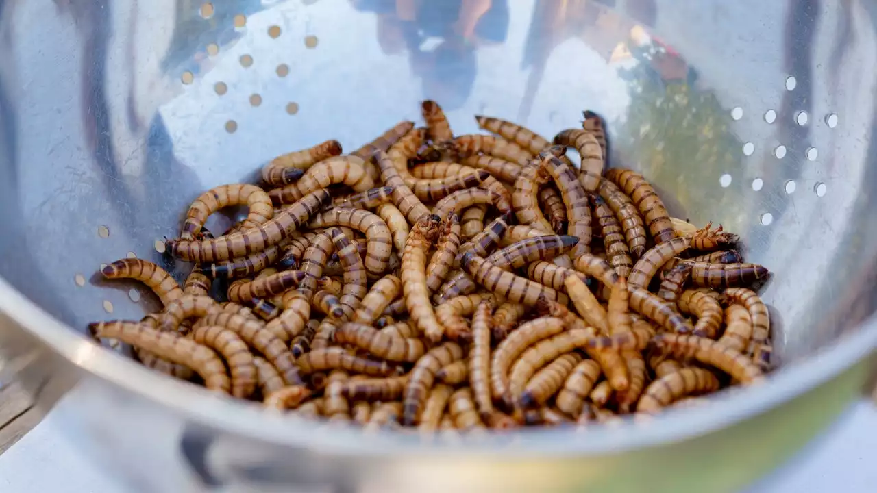 Estos son los insectos comestibles que podemos encontrar en el supermercado