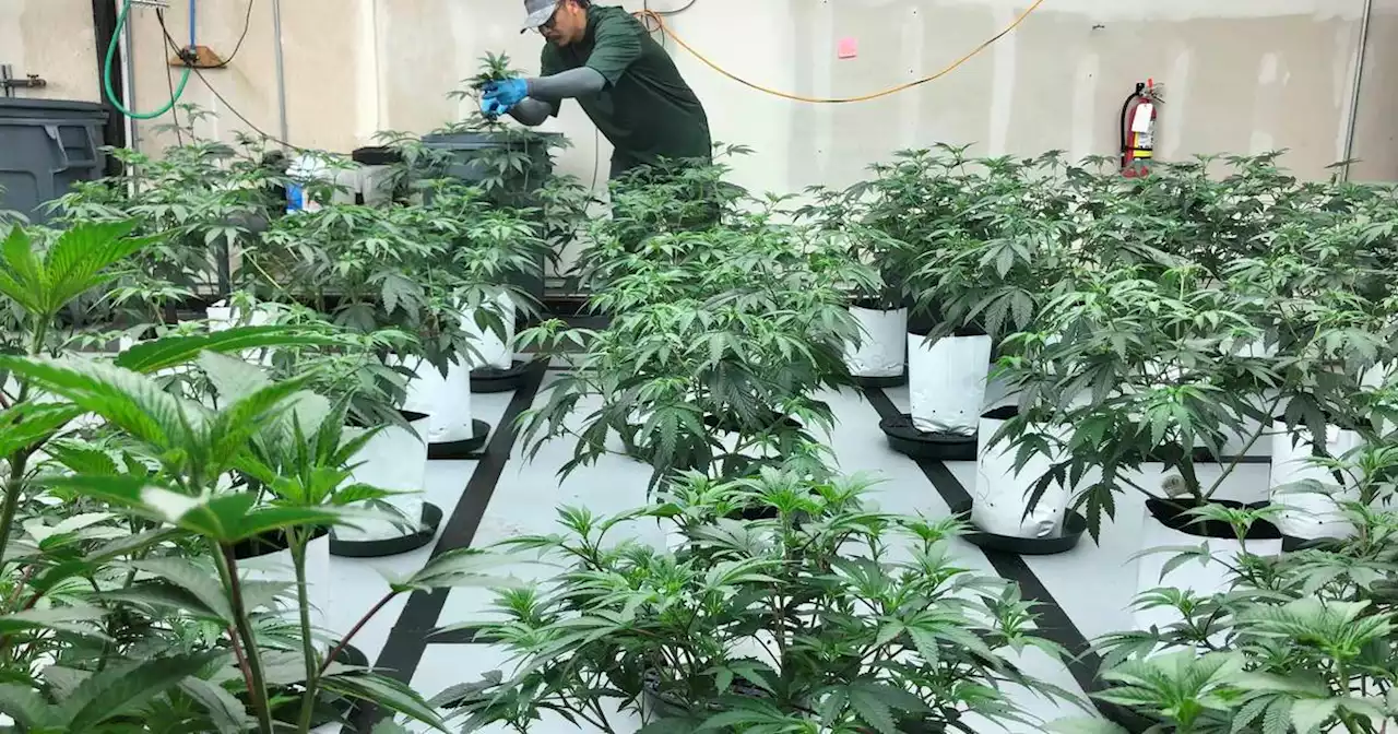 West Coast cannabis growers seek interstate sales for their vast oversupply