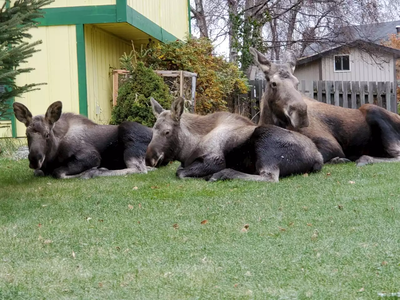 Antibiotic-resistant microbes lurk in poop of Anchorage moose, UAA research finds