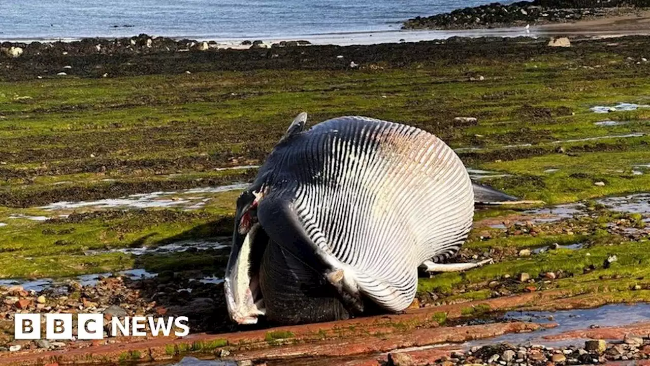 Washed-up minke whale removed from North Berwick beach