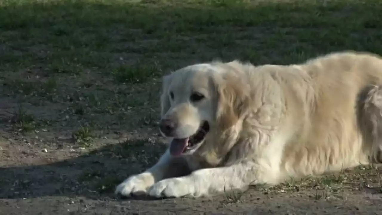 Lille élue meilleure ville de France pour vivre avec son chien, devant Nice et Montpellier