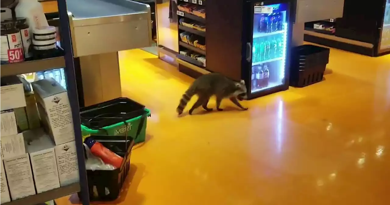 A raccoon was spotted casually browsing a Toronto supermarket