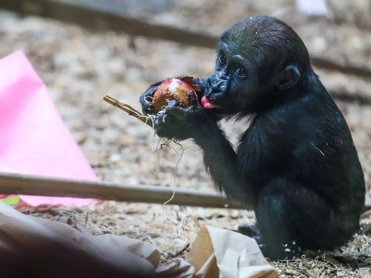 Calgary Zoo gorilla Eyare celebrates 1st birthday with treats and special activities