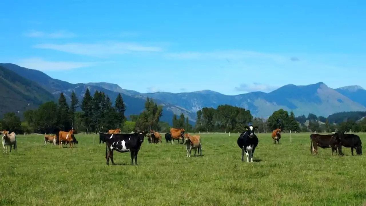 New Zealand ships its last livestock as ban takes effect