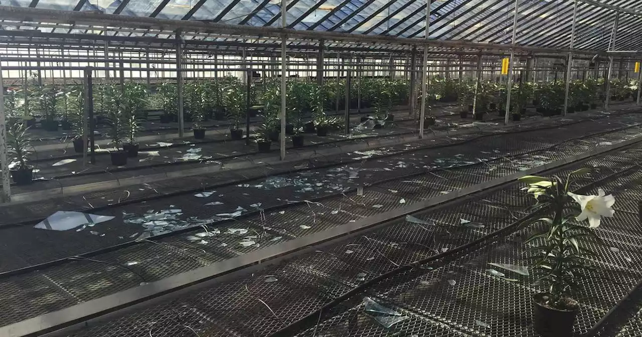 Column: Schaefer Greenhouses in Montgomery sustains heavy hail damage at critical planting time