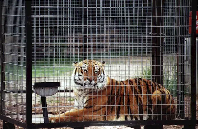 Tigers, chimps removed by Ohio officials from wildlife sanctuary funded with stolen tax dollars