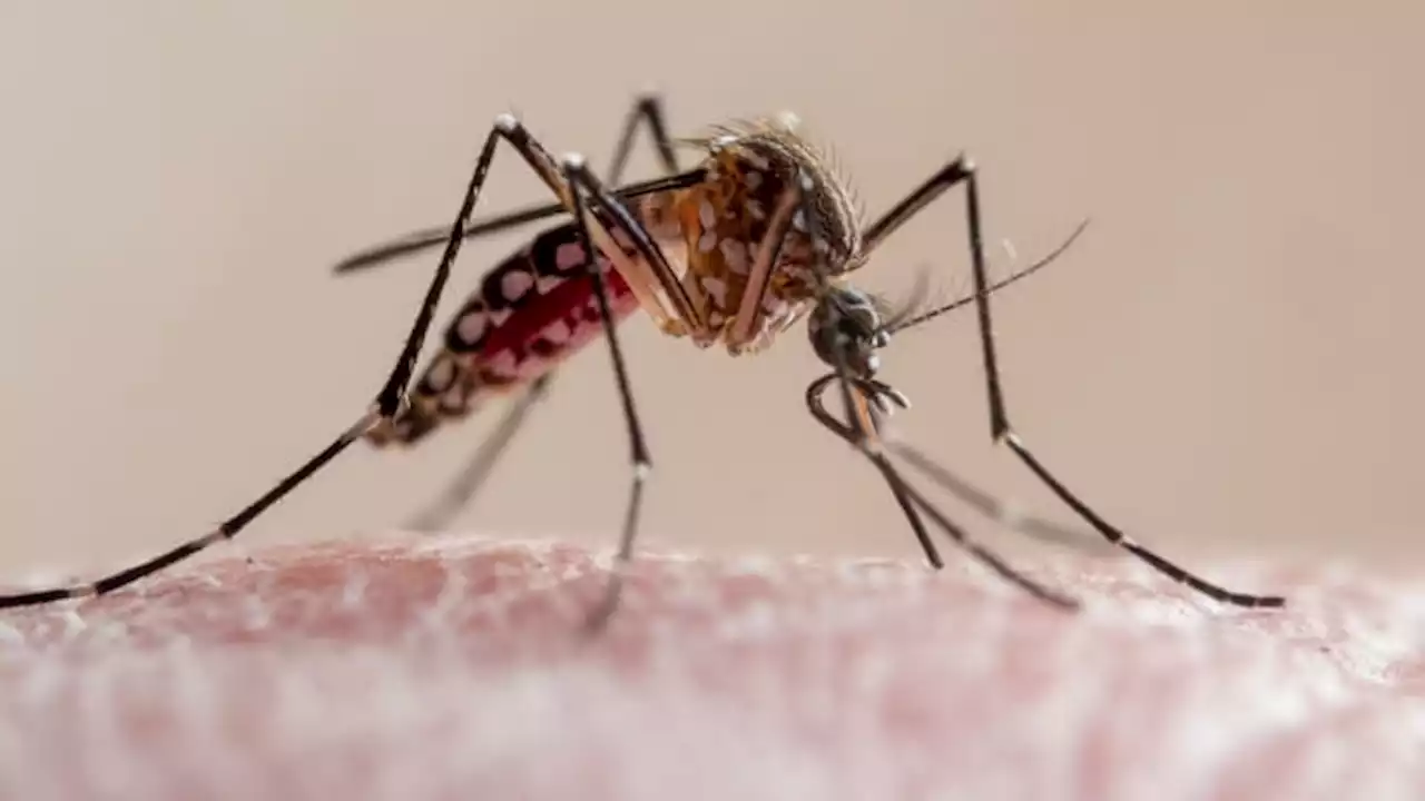 Oxford malaria vaccine rollout could have 'major' implications in sub-Saharan Africa, economist says