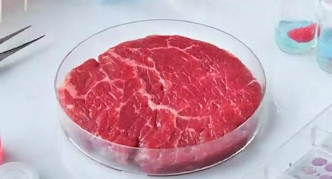 Carne coltivata, Peta scrive al governo italiano: «È utile al pianeta, non vietatela»